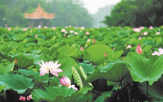 荊州洪湖藍(lán)田生態(tài)園拓展基地